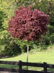 blut-ahorn-crimson-sentry-m048470_w_1