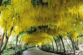 bodnant-garden-laburnum