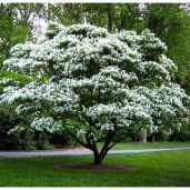 bomen-trees-halesia-carolina-carolina-silverbell