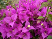 bougainvillea