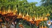 brugmansia-672x372