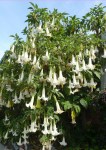brugmansia_arborea02