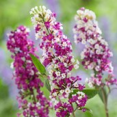 buddleia-berries-and-cream2