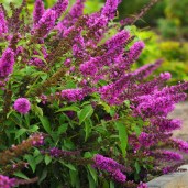 buddleia-petite-tutti-fruitti-butterfly-bush-deciduous-shrub-p246-29075_image