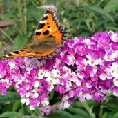 buddleja-davidii-berries-and-cream-sommerfuglebusk