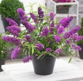 buddleya-davida-tutti-fruti9