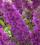 buddleya_davida_seriya_patio_lyuks_tutti_frutti_80td-pd