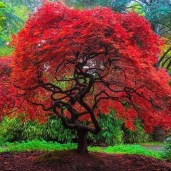 c97556a1256effaafd91542255322711--maple-tree-seeds-diy-garden