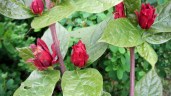 calycanthus-floridus-purpureus-flowers-1-