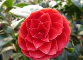camellia-japonica-principessa-baciocchi-1.1000x1000