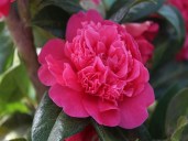 camellia_williamsii_anticipation_resized