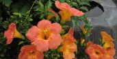 campsis-grandiflora_2000