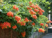 campsis-radicans-acem_borusu_2