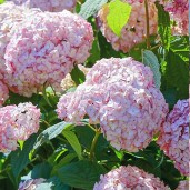 candybelle-bubblegum-int