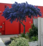ceanothus-dark-star-peteeastbaywilds-com-449x480