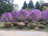 cercis-x-canadensis-lavender-twist-covey-1-1