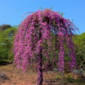 cercis_canadensis_lavender_twist
