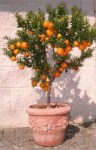 chinotto_in_vaso