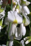cladrastis-kentukea-fl-sbaskauf-a