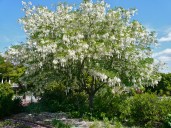 cladrastis-kentukea