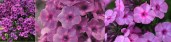 classic_cassis_1360311532