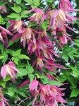clematis-janny-klematis-zhenni