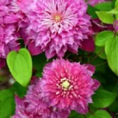 clematis-kaiser-1