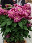 clematis-kaiser-3