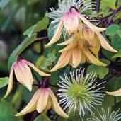 clematis-lemon-bells-klematis-botanicheskiy-lemon-belz