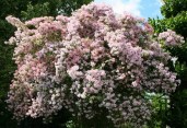 clematis-taiga-stunning-brand-new-exclusive-hardy-climbing-clematis-florida-taiga-for-immediate-delivery-e2e8