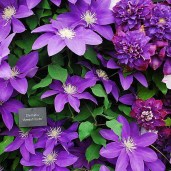 clematis_ameshisuto-klematis_ameshisuto