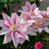 clematis_andromeda-klematis_andromeda