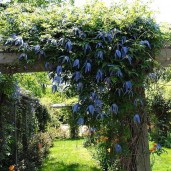 clematis_franki_-klematis_franki