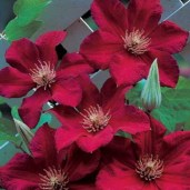 clematis_mazowsze-klematis_mazowsze_0