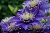 clematis_multi_blue2