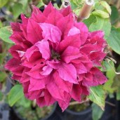 clematis_red_star-klematis_red_star