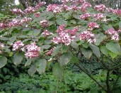clerodendrum