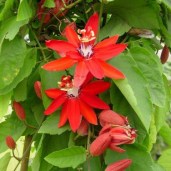 coccinea