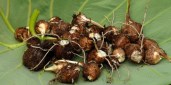 colocasia-esculenta-19