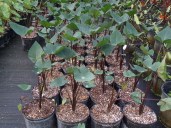 colocasia-esculenta-teacup