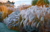 compressed_Miscanthus_sinensis_Silver_Charm