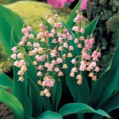 convallaria-majalis-rosea