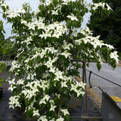 cornus-kousa-white-fountain-tree-p4223-32548_image