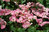 cornuskousasatomi10