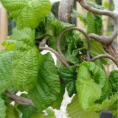 corylus-avellana-contorta-tree-p616-1352_medium