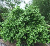 corylus-avellana-contorta-tree-p616-5572_medium