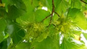 corylus-colurna-fruits-1_2