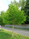 corylus_colurna_1__005851000_0904_04012015