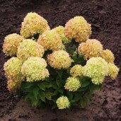 cotton-cream_2_1_