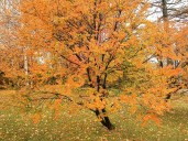 csm_nothofagus_antarctica_01_orig_0bad812902